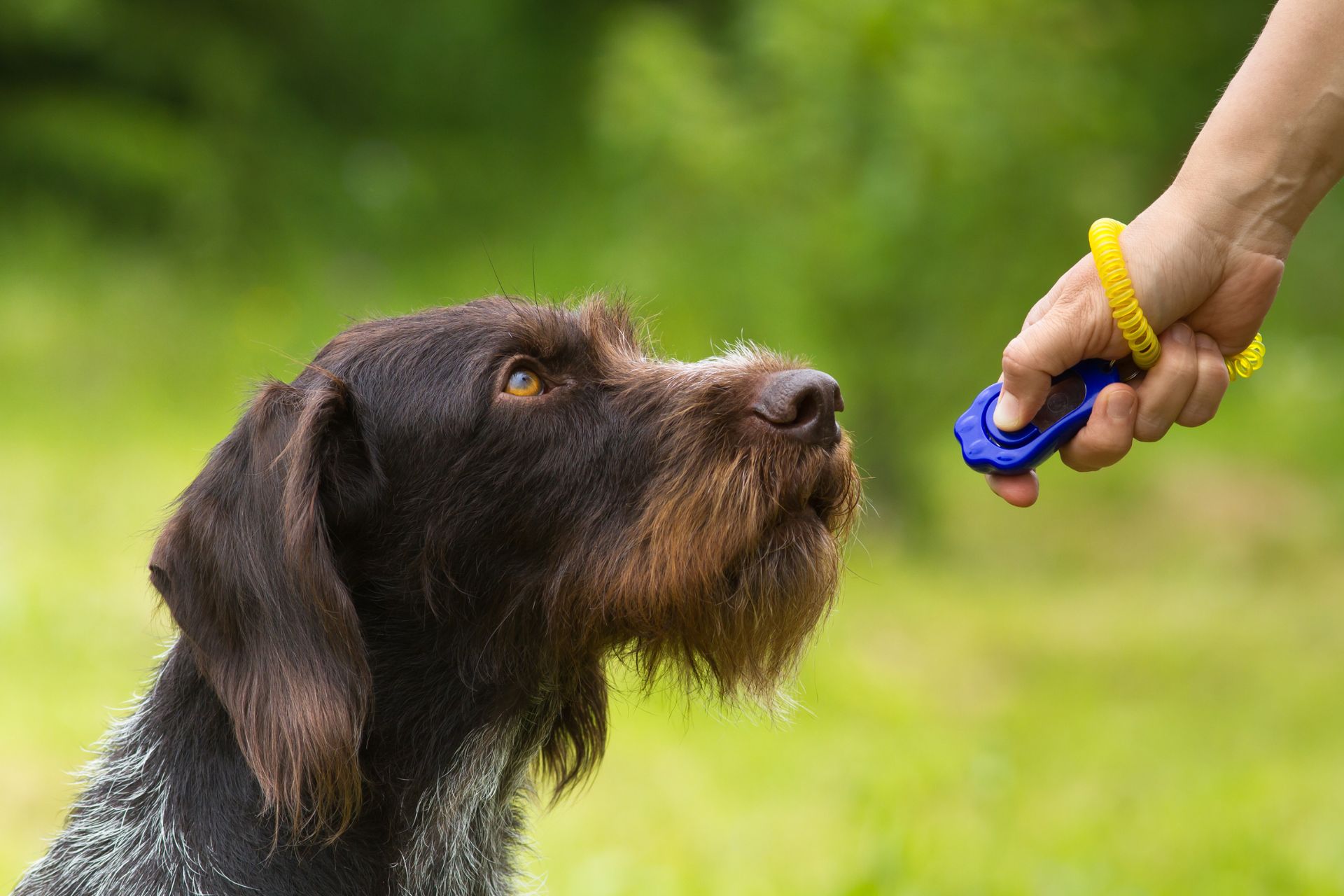 Clicker Training Your Pet