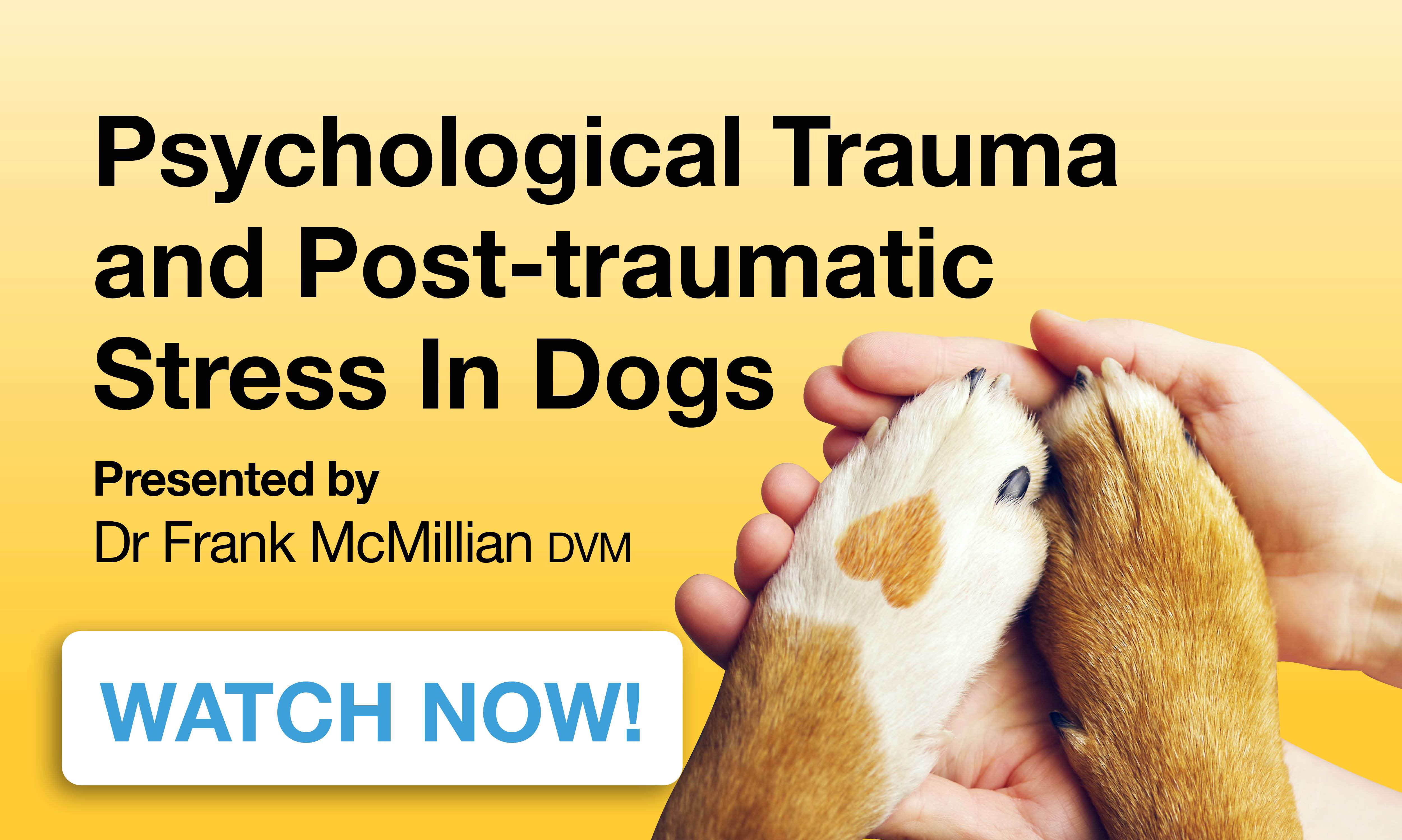 signs of trauma in dogs